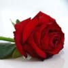 tamyrose